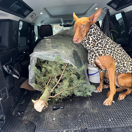 Hundefreundliche Unterkunft Im Muehlviertel In Oberoesterreich Freundorf Екстер'єр фото