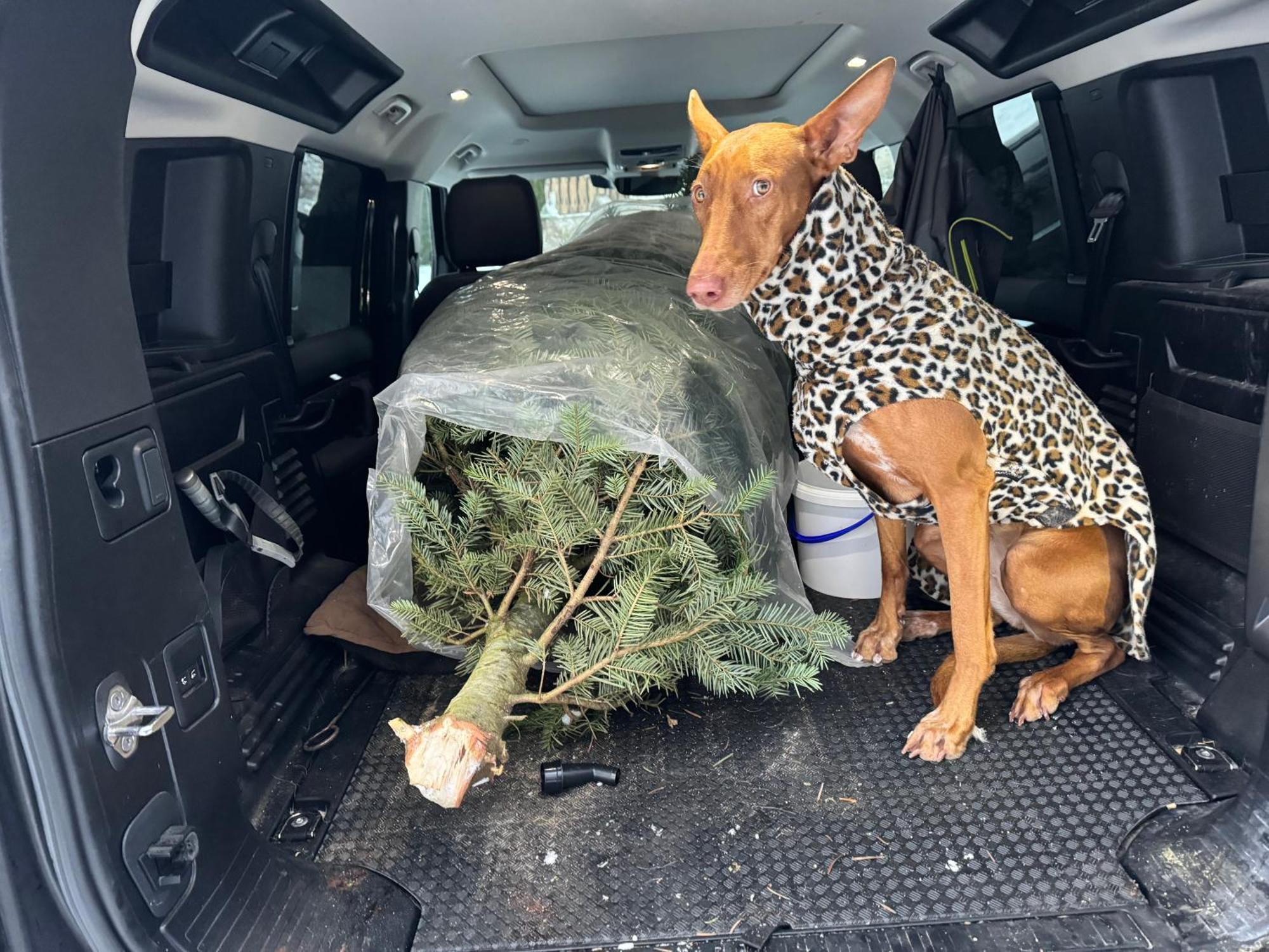 Hundefreundliche Unterkunft Im Muehlviertel In Oberoesterreich Freundorf Екстер'єр фото
